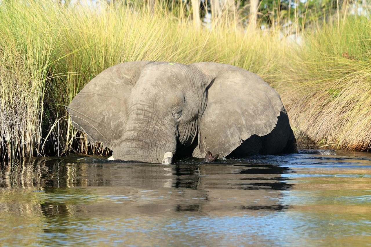 Island Safari Lodge Maun Buitenkant foto