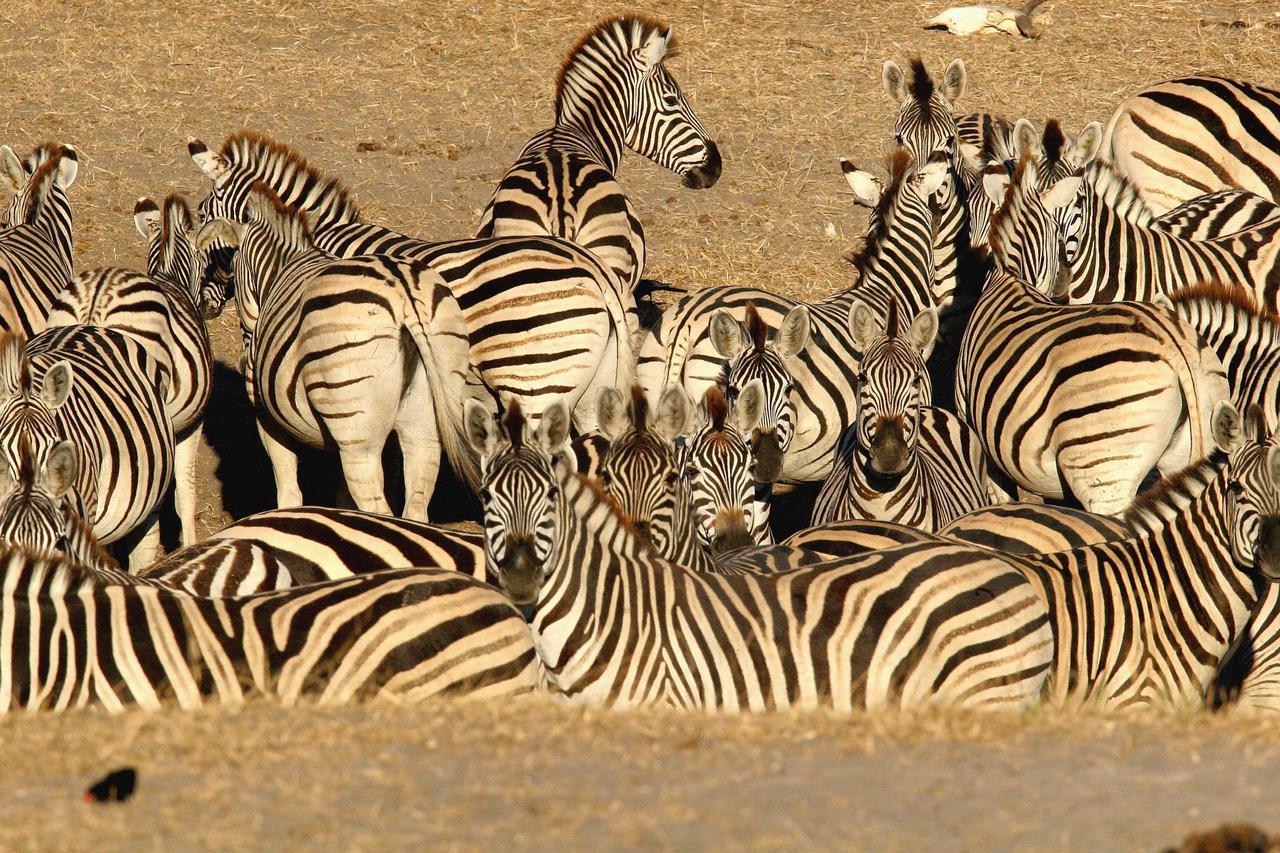 Island Safari Lodge Maun Buitenkant foto