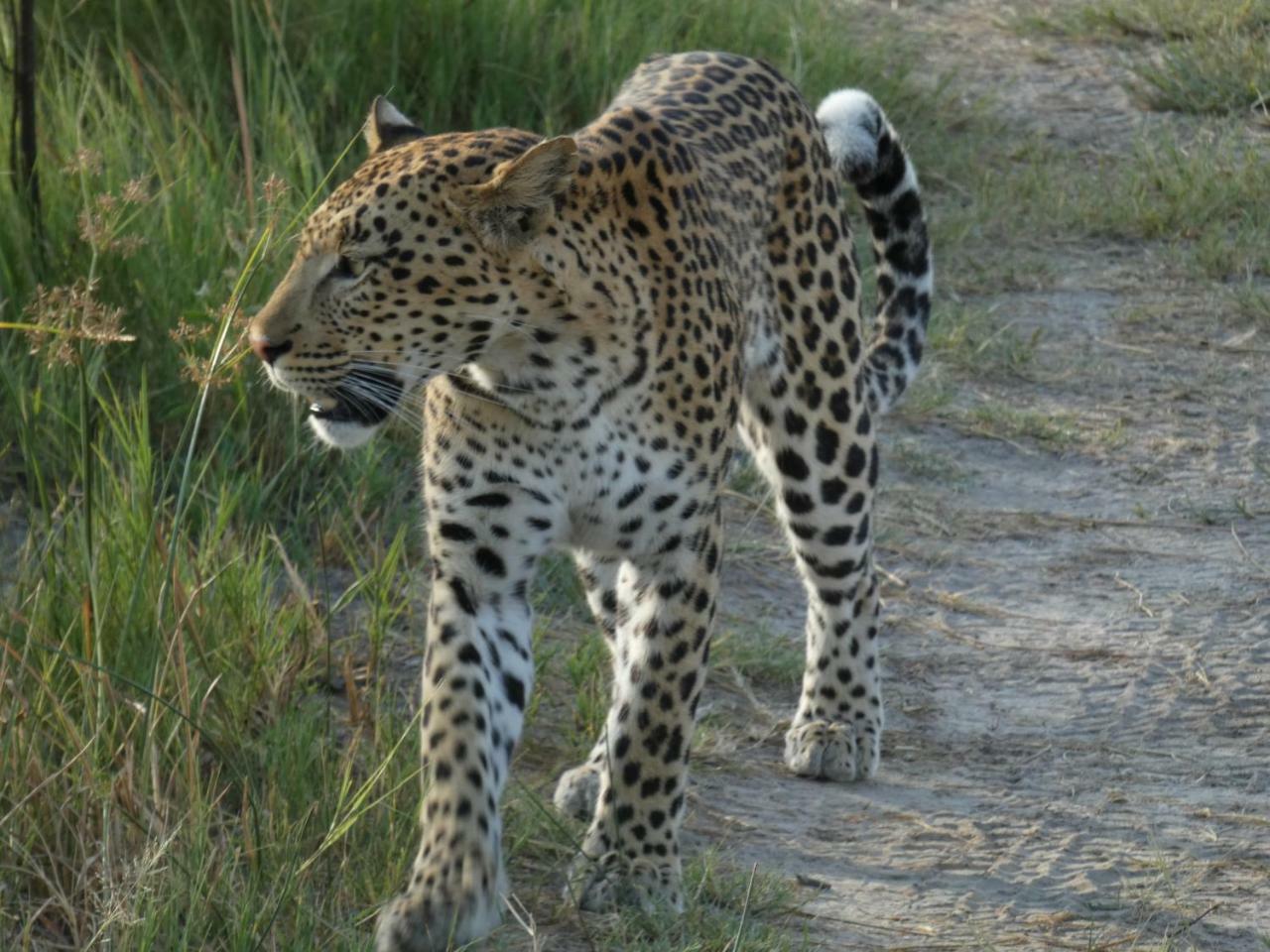 Island Safari Lodge Maun Buitenkant foto