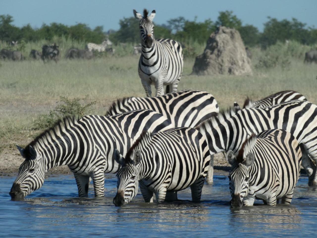 Island Safari Lodge Maun Buitenkant foto